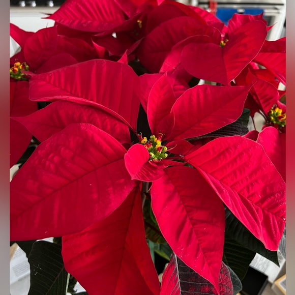 Eisenberg Ice Vintage/New Red metallic Poinsettia pin - Picture 9 of 9